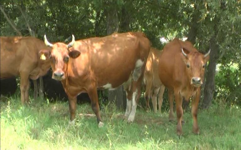 Selman Kurti ,veteriner ne Drejtorine e Bujqese Mat flet per semundjen e gjedhit