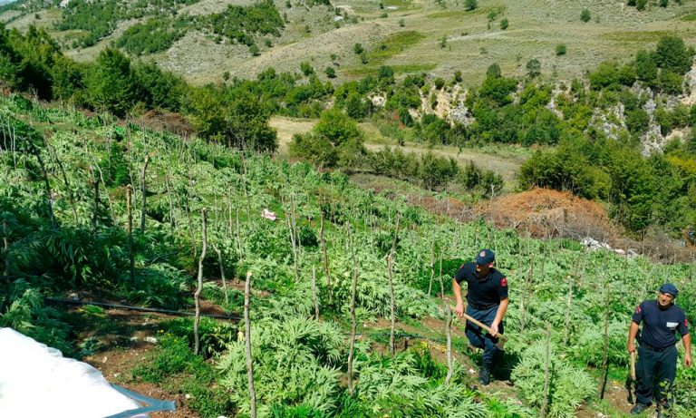 Martanesh, sekuestrohen 2000 rrënjë narkotike, identifikohen autorët