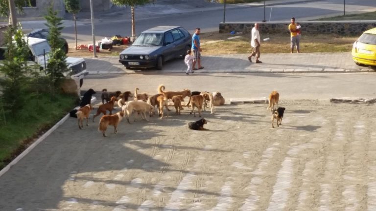Qentë endacakë, rrezik për qytetarët e Bulqizës (FOTO)