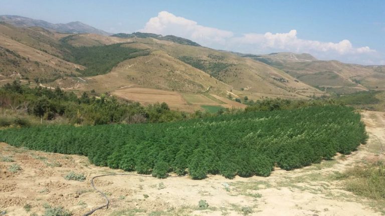 Lista e PD: Kush janë drejtuesit e policisë që menaxhojnë drogën (Emrat)