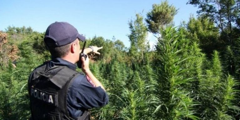 “Lulëzimi” i drogës, Prokuroria merr nën hetim të gjithë shefat e policisë