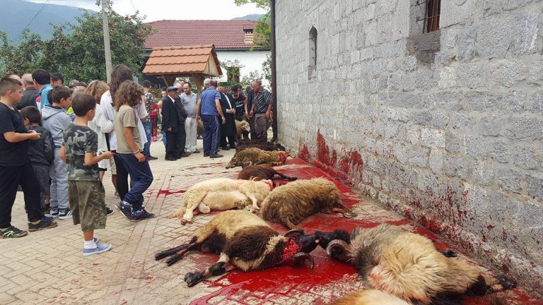 FOTOLAJM/ Besimtarët bektashi të Bulqizës kryejnë ritin e prerjes së kurbaneve