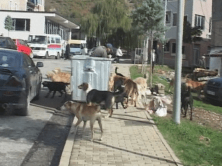 Në Bulqizë, qentë janë të lirshëm madje menaxhohen nga “pronari” i tyre