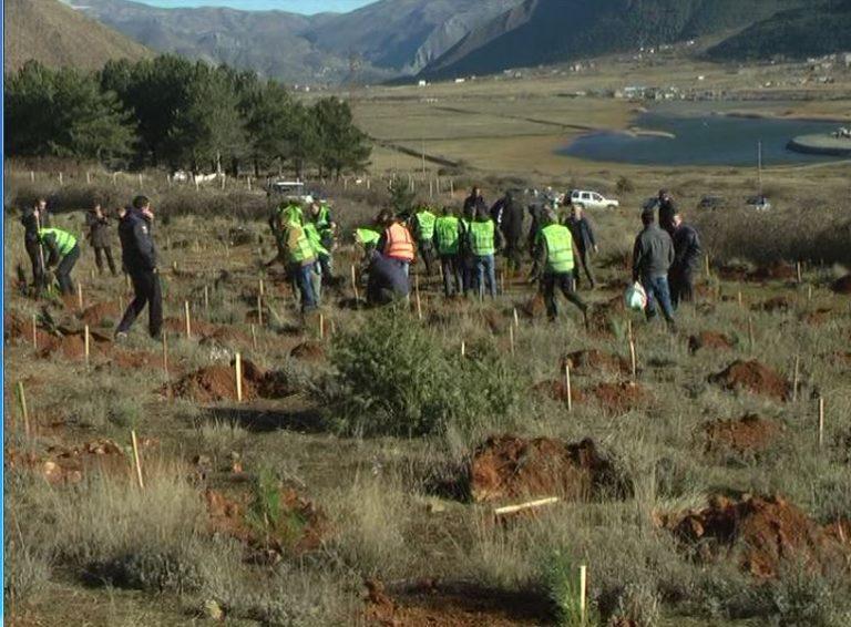 Bulqizë, bashkia mbjell 30 mijë fidan pisha