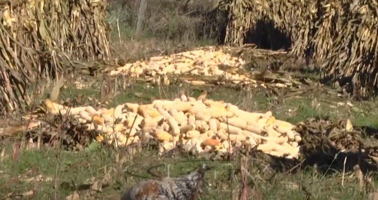 VIDEO – Bujqësia në situatë të vështirë, fermerët me sytë nga shteti për subvencione