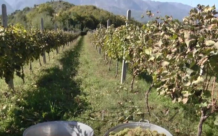 VIDEO – “Rrushi i Cërujës” mbetet pa shitur, shkak çmimi i ulët dhe prodhimi i lartë