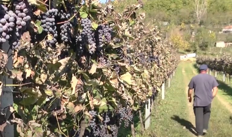 VIDEO – Drama e emigrantit që u kthye në vendlindje për të investuar në vreshtari, nuk po gjen treg për shitje