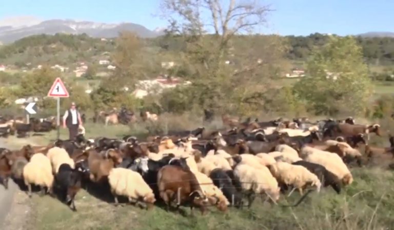 VIDEO – Blektorët e Matit nisin dimërimin e të imtave në zonat fushore
