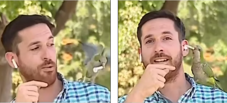 VIDEO – Ishte live në televizion, gazetari ndalon raportimin pasi papagalli i vjedh kufjen nga veshi