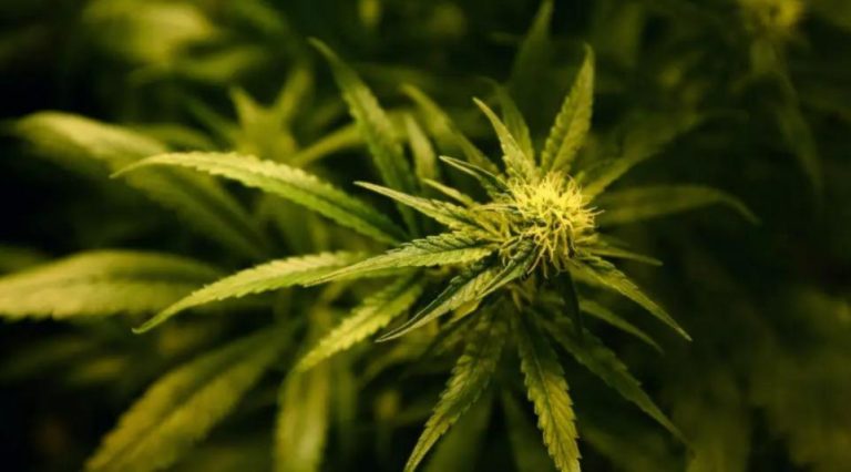 Zbulohet plantacioni i kanabisit në periferi të Selanikut, arrestohen 2 shqiptarë