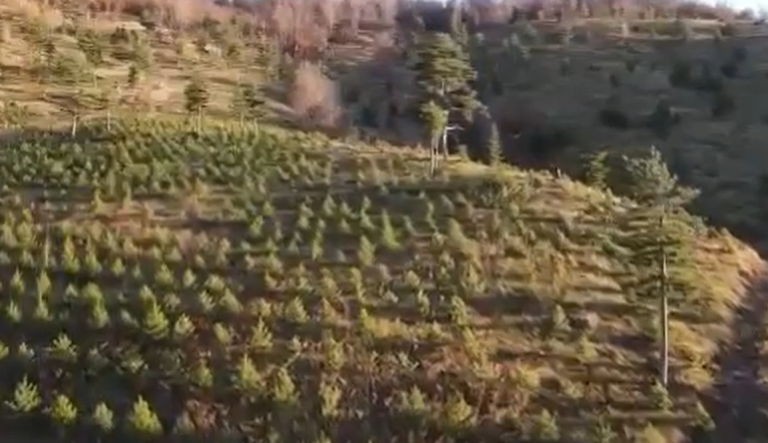 VIDEO – Nis mbjellja e 11500 pishave të zeza në Bulqizë, do të pyllëzohen mbi 50 hektarë tokë