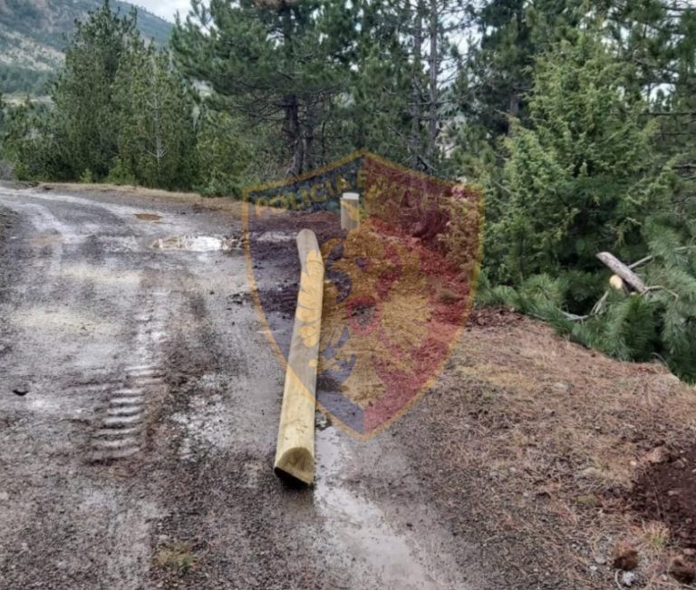 Dibër: Preu 6 shtylla druri të vendosura nga OSHEE, arrestohet 57-vjeçari