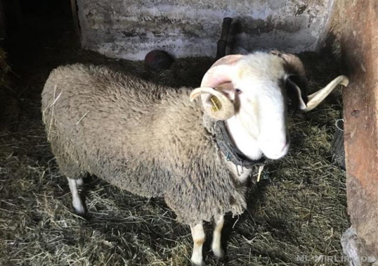 Ngjarje e rëndë në Fier, vdes 64-vjeçarja që u godit nga dashi