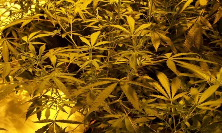 EMRI/ Kultivonte dhe tregtonte kanabis në Britani, 12 vite burg për 40-vjeçarin shqiptar