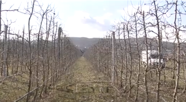 VIDEO – Fermerët shkulin mollët: Shkak mungesa e tregut