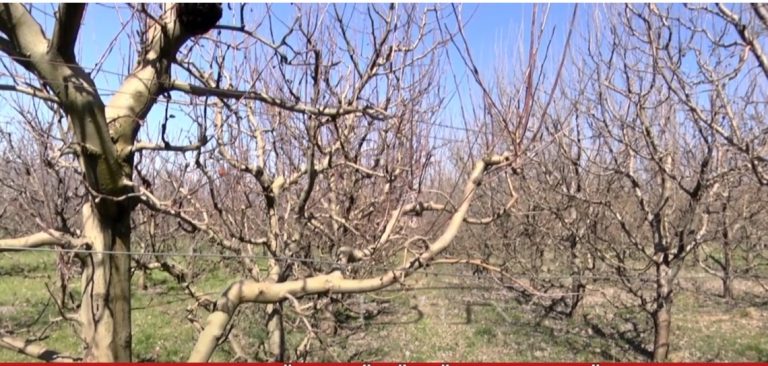 Mungesa e tregut detyron fermerët të presin pemët frutore
