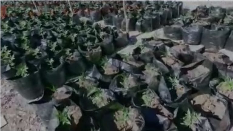 Shkodër/ Zbulohen 27 sera me kanabis në Malësinë e Madhe, pranga 52-vjeçarit