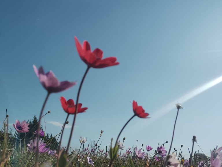 Diell dhe temperatura të larta gjatë gjithë ditës, mësoni si do jetë moti për sot