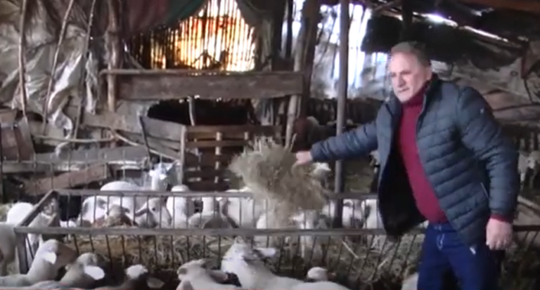 VIDEO – Blegtori nga Dibra që nuk heq dorë nga mbarështimi i bagëtisë