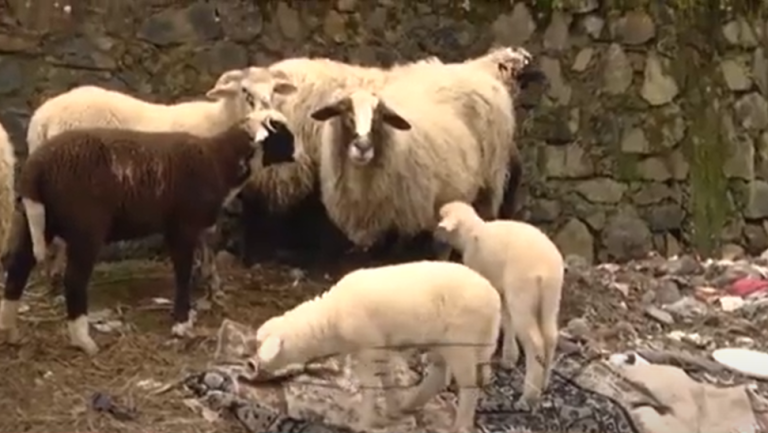 Murtaja në Qarkun Dibër, 600 krerë të imta janë asgjesuar e kanë ngordhur