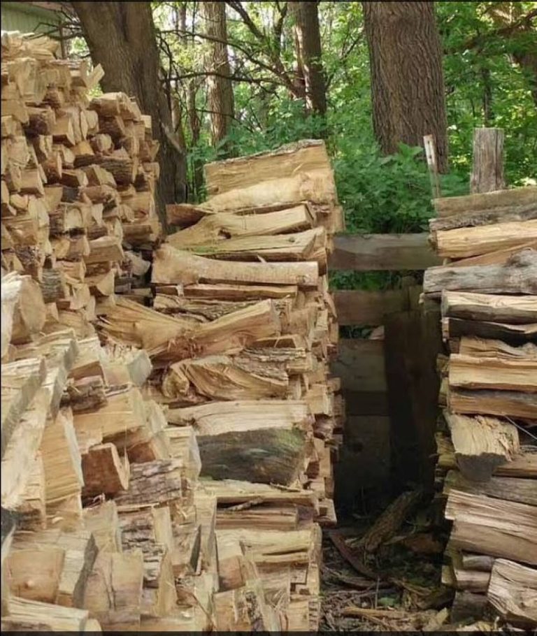 Fotoja e maces së “fshehur” mbi stivën e druve që u bë virale, e gjeni dot ku është?