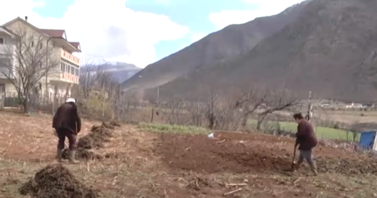 VIDEO – Pensionisti nuk i ndahet tokës, pas nëntokës tani edhe në sipërfaqe