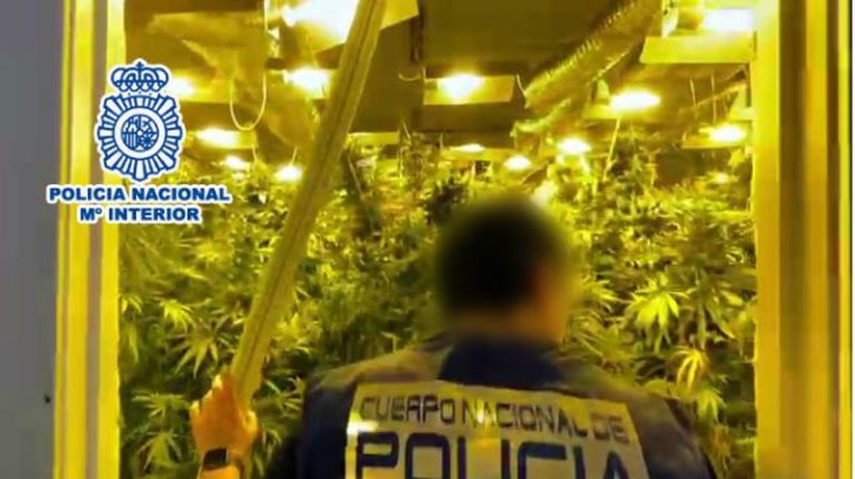 Zbulohen dy plantacione kanabisi në Spanjë, në pranga tre shqiptarë