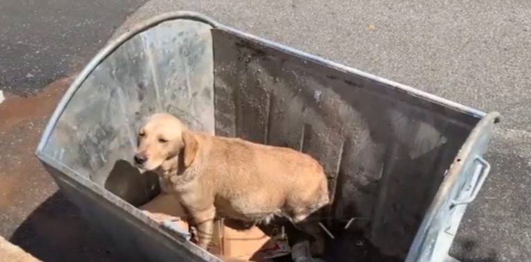 VIDEO – Banorët e Bulqizës ngrenë alarmin: Jemi të rrezikuar nga qentë endacakë