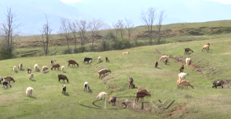 VIDEO – Blegtori nga Erebara e Dibrës ka 50 vite që merret me bagëti