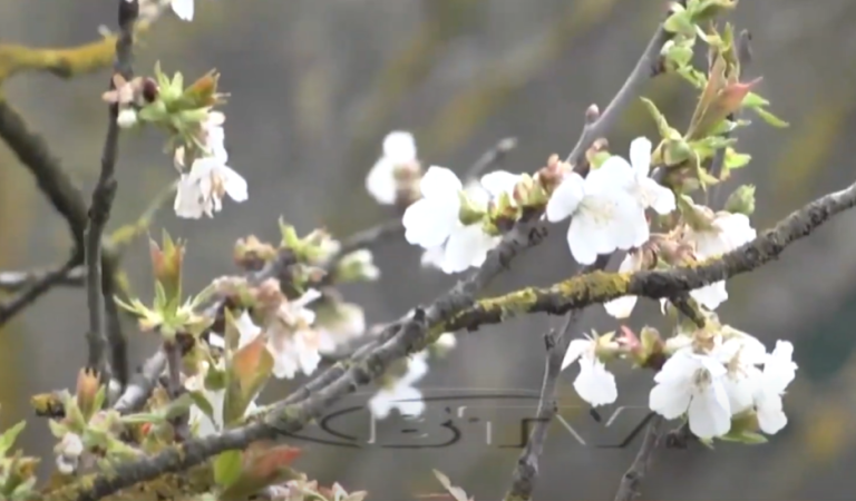 VIDEO – Ulja e temperaturave frikëson fermerët që kanë pemë frutore