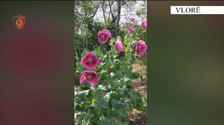 U arrestua për kultivim opiumi, mësuesi nga Vlora: E përdorim për të gatuar, nuk e dija ca ishte! Mbin vetë në fshat
