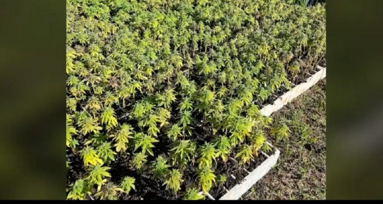 “Alpe të pastra”, policia asgjëson mbi 26 minë rrënjë kanabi që sapo ishte mbjellur