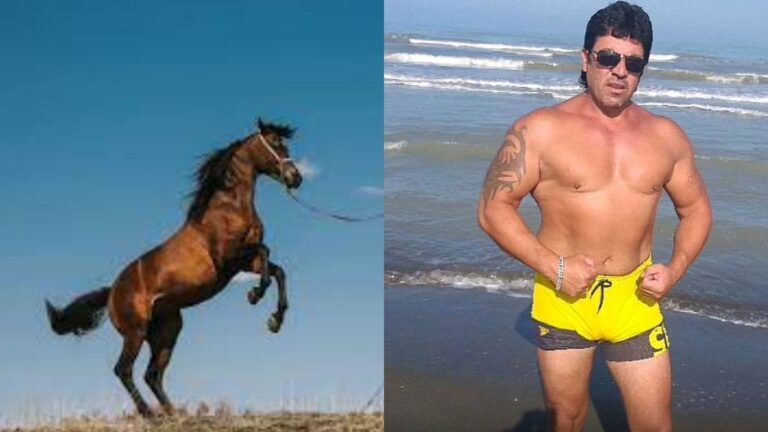 Dyshohet se dhunoi me sende të forta një kalë, procedon 53-vjeçari