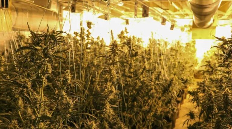 Dështon “detyra” e të riut shqiptar për të ruajtur drogën, arrestohet nga policia belge