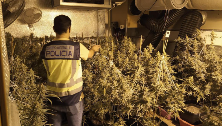 Policia spanjolle zbulon një plantacion me marijuanë, arrestohen dy shqiptarë 27-vjeçar