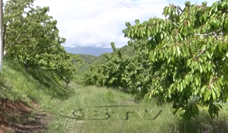 VIDEO – Këtë vit qershia e Dibrës do t’i mungojë tregut