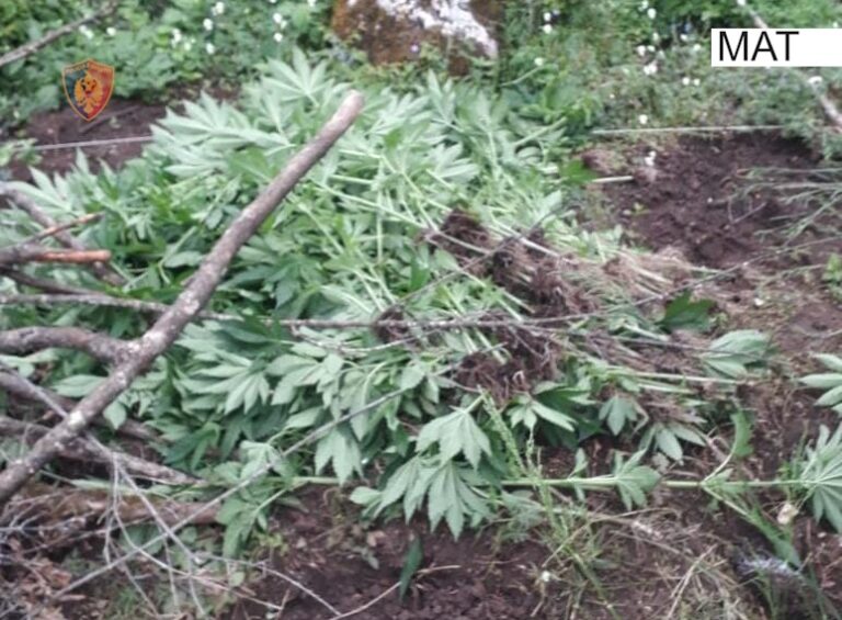 Mat/ Kultivoji bimë kanabis në një zonë të pyllëzuar, arrestohet 33-vjeçari
