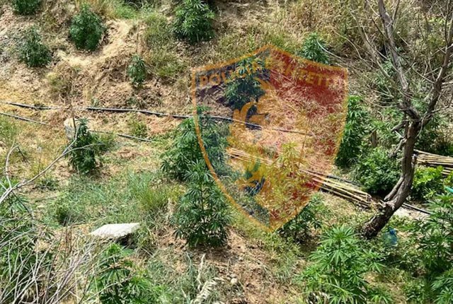 Asgjësohen mbi 15 mijë rrënjë kanabisi të kultivuara në zona të thella të Lezhës, dronët ‘pikasin’ parcelat me drogë. Asnjë gjurmë nga autorët
