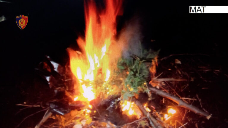 Asgjësohen 164 bimë kanabis në Mat, u kultivuan në një zonë të pyllëzuar në fshatin Selicë