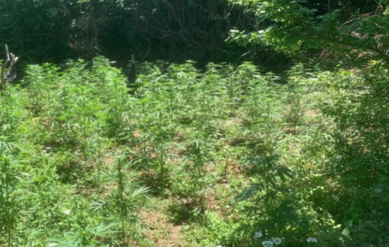 Vijon operacioni për zbulimin e kanabisit, policia asgjëson 583 fidanë