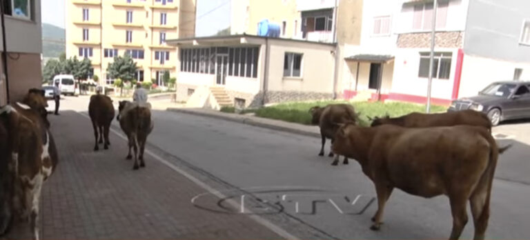 Lopët “pushtojnë” lagjen e re të qytetit