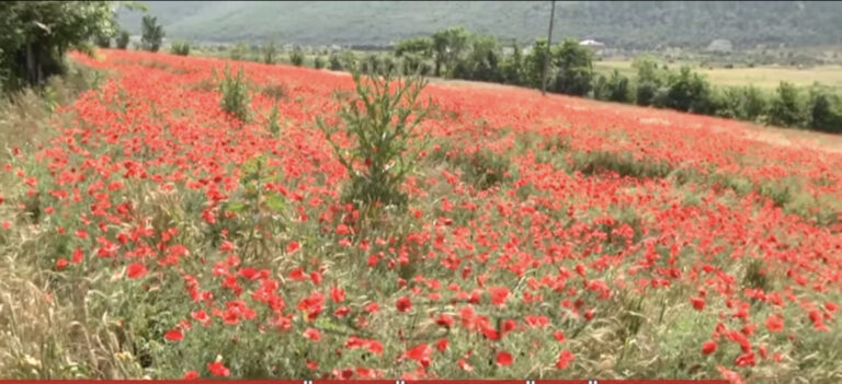 BULQIZË, FERMERËT ANKOHEN PËR FARËN E GRURIT