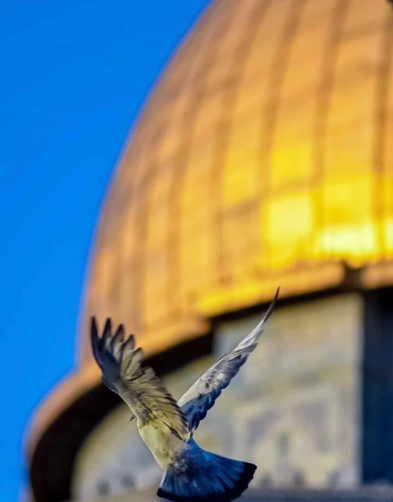 Kurban Bajrami, kryeministri Rama uron besimtarët myslimanë, nxjerr foton e veçantë