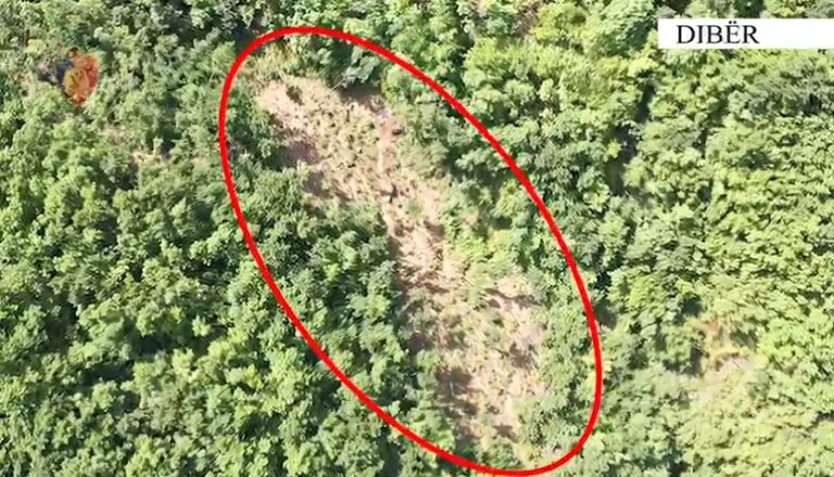 VIDEO- Dibër, u kap duke vaditur parcelën me kanabis, arrestohet 62 vjeçari