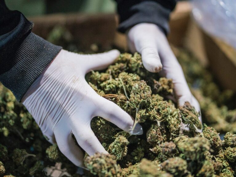 Shifrat e OKB: Në 2021 në Shqipëri u prodhua 3,600 ton kanabis, rekord nga 2016; ia kaluam dhe Meksikës