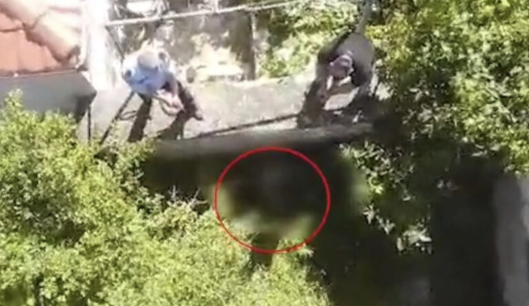 Vrau gruan dhe e hodhi në kanal, policia arreston 55-vjeçarin: Ishte operacion i vështirë