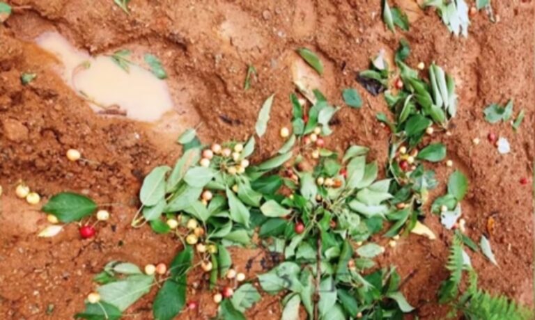 VIDEO – Ariu zbret nga mali dhe shkatërron plantacionet me qershi, banorët: Jemi në rrezik për jetën