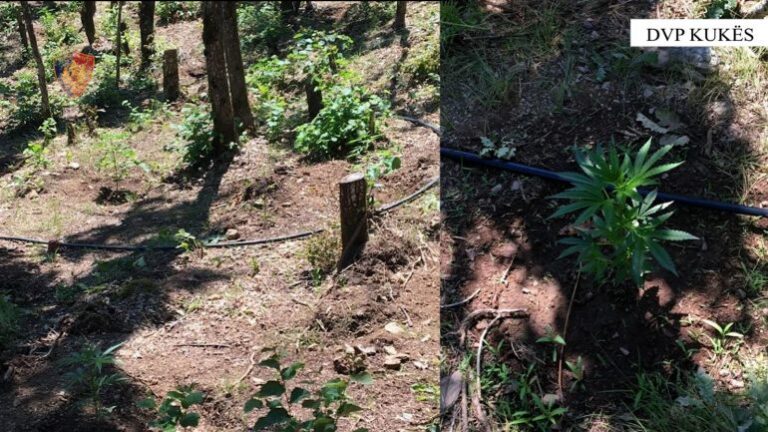 Asgjësohen qindra bimë kanabis në Tropojë, procedohen dy kryetarë fshatrash dhe dy përgjegjës të shërbimit pyjor