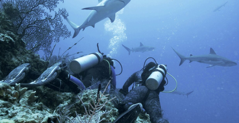 Shkencëtarët zbulojnë ngjarjen e pabesueshme, peshkaqenët e Floridas “të varur” nga kokaina
