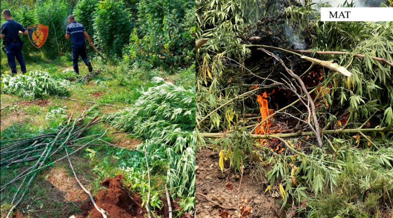 Mat/ Kultivuan kanabis në zonat pyjore, arrestohen 3 persona! Nën hetim kryetari i fshatit dhe një inspektor i shërbimit pyjor